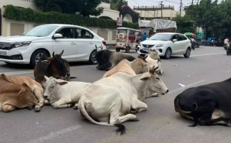 हाईवे पर मौत का खतरा! आवारा पशुओं पर सुप्रीम कोर्ट सख्त, केंद्र से मांगा जवाब, क्या बदलेंगे नियम?