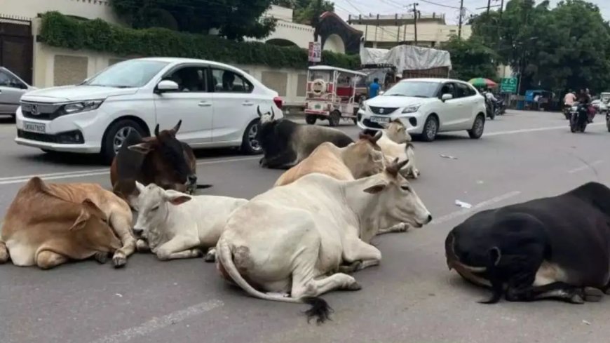हाईवे पर मौत का खतरा! आवारा पशुओं पर सुप्रीम कोर्ट सख्त, केंद्र से मांगा जवाब, क्या बदलेंगे नियम?